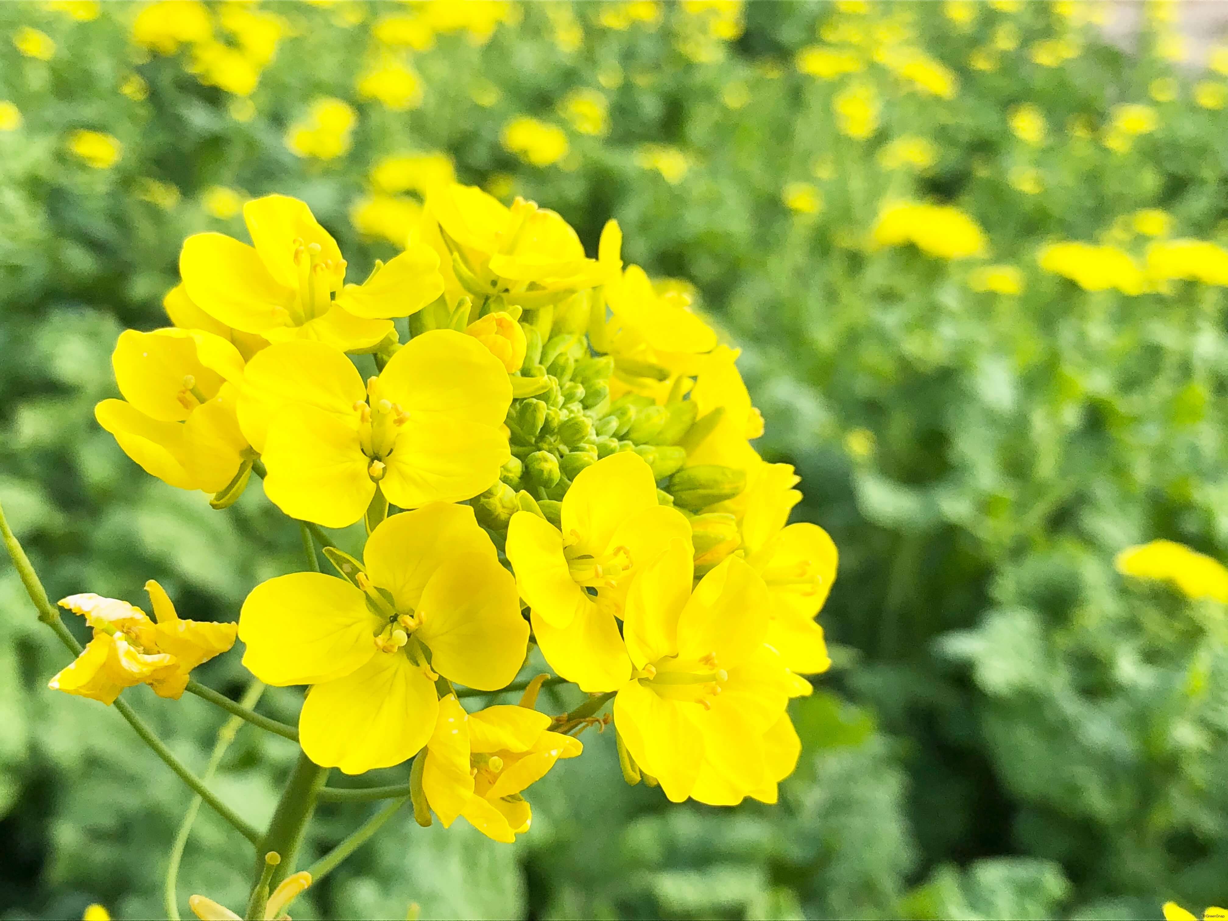 一足先に春が訪れる 早咲き菜の花・・・　　人事見直し倶楽部通信　　№5444