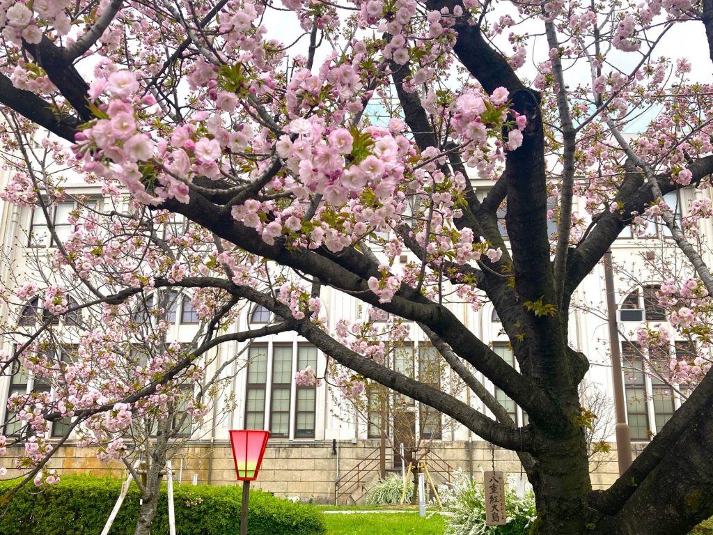 今年の桜の通り抜けは4月5日から・・・　　人事見直し倶楽部通信　　№5494